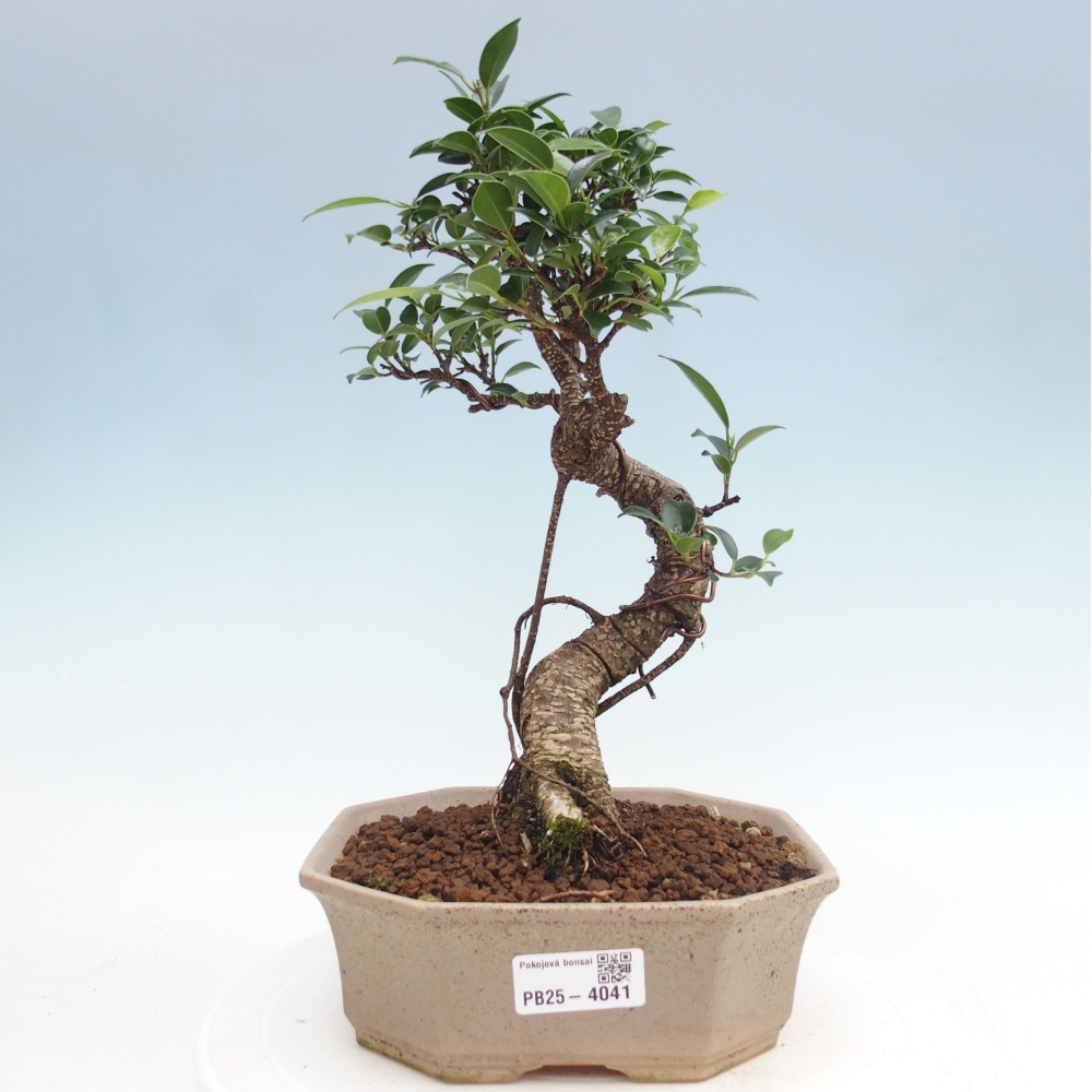 Room bonsai - Ficus retusa - small-leaved ficus