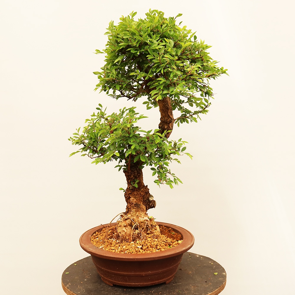 Outdoor bonsai - Zelkova - Zelkova NIRE