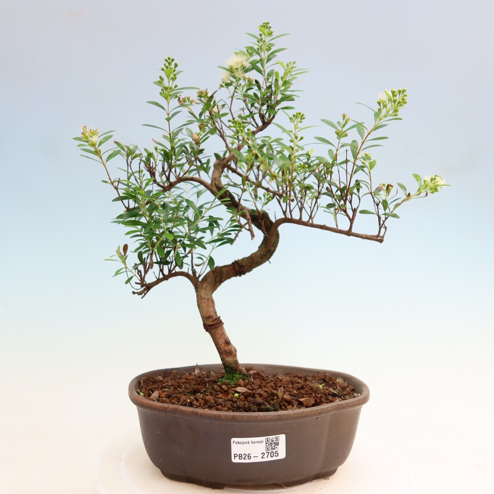 Room bonsai - Syzygium - Pimento