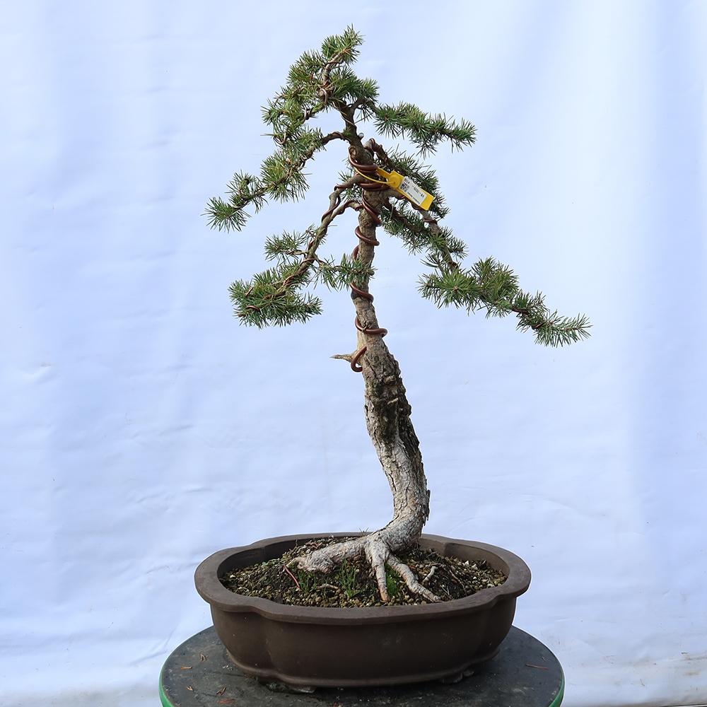 Pinus sylvestris Spain - Scots pine