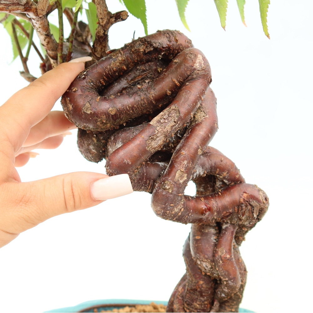 Outdoor Bonsai - Japanese Apricot - Prunus Mume