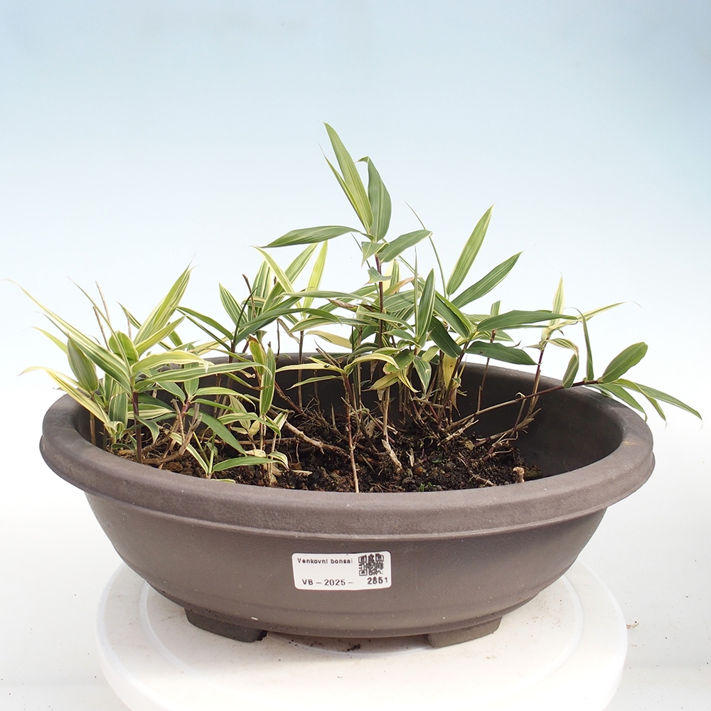 Outdoor bonsai - Sasaella masamuneana Albostriata - Bamboo
