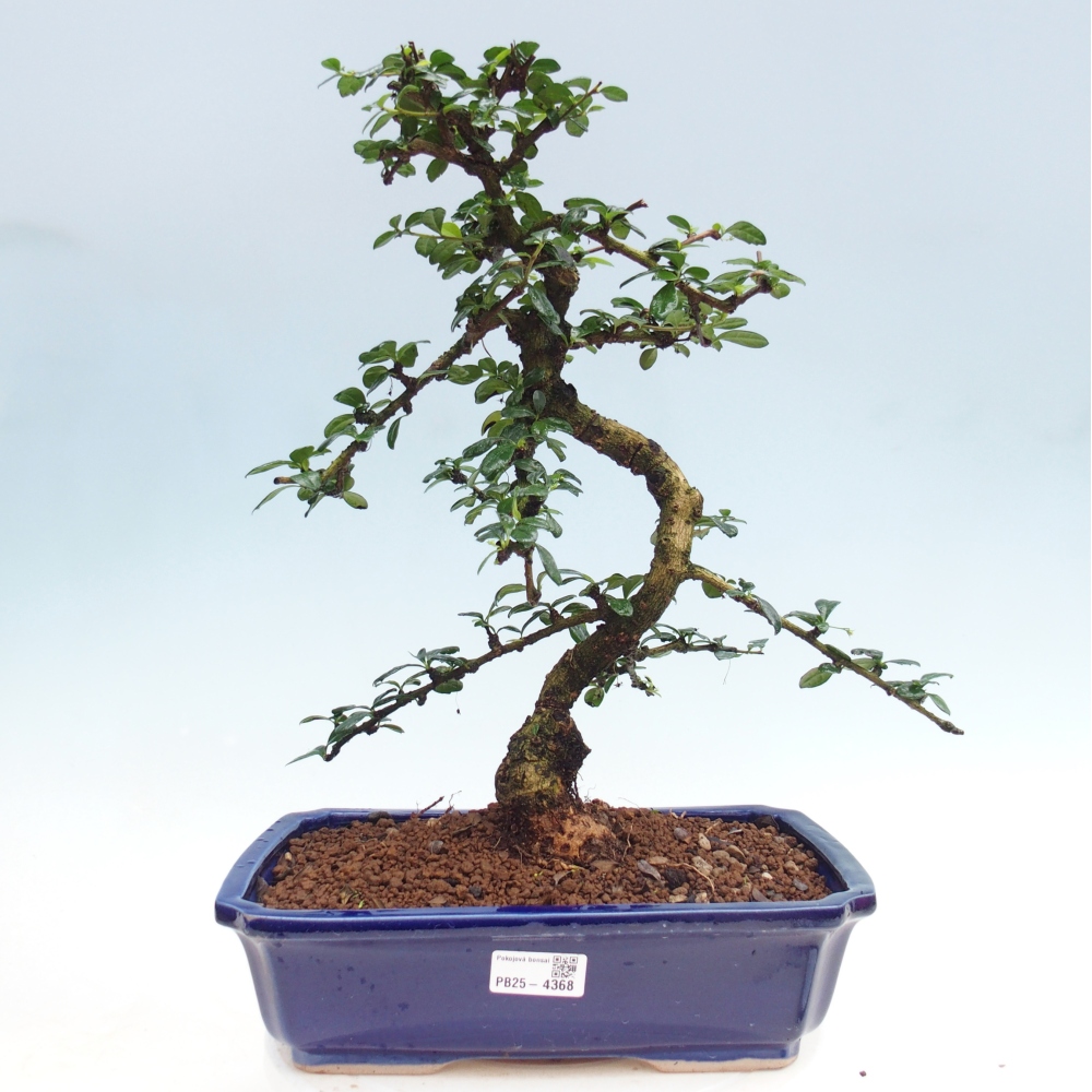 Room bonsai - Carmona macrophylla - Tea fuki