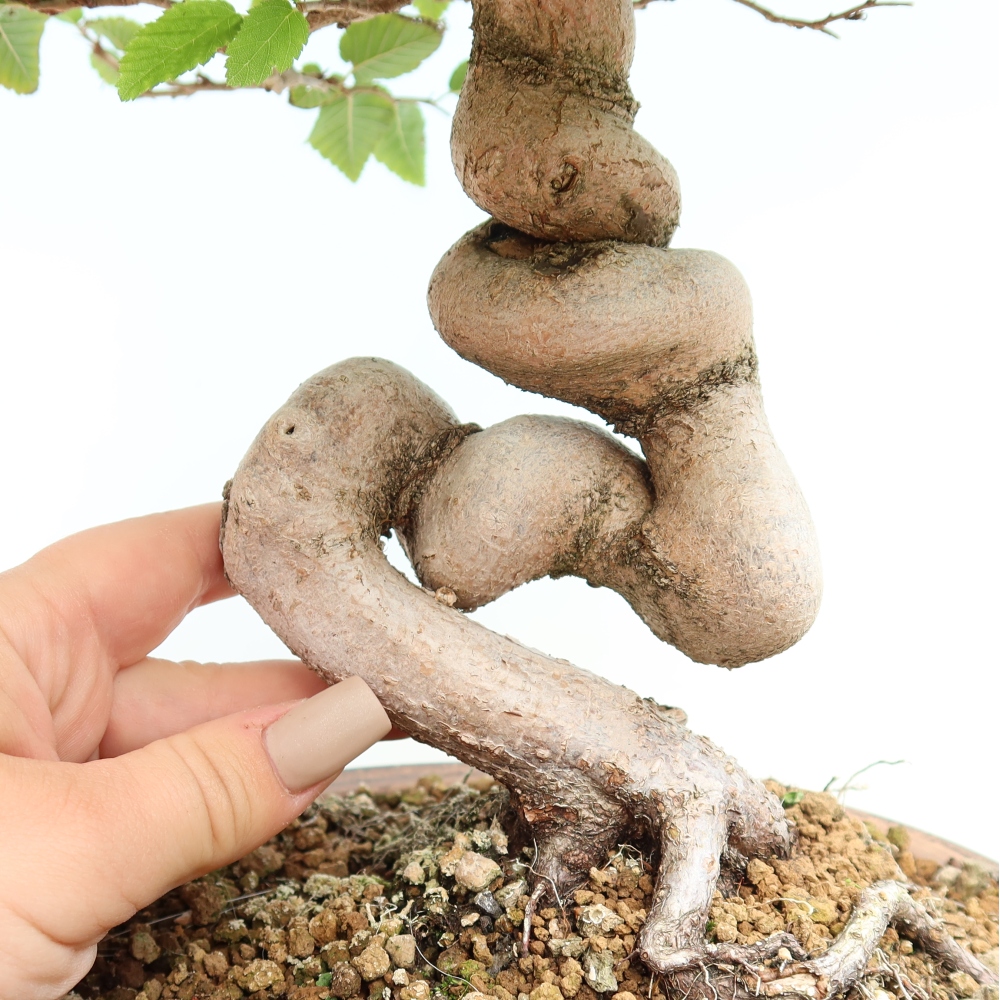 Outdoor bonsai -Carpinus CARPINOIDES - Korean Hornbeam