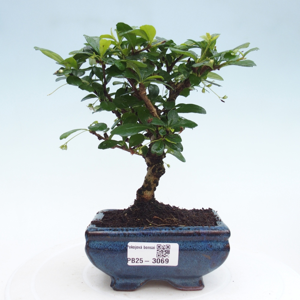 Indoor bonsai - Carmona macrophylla - Fuki tea