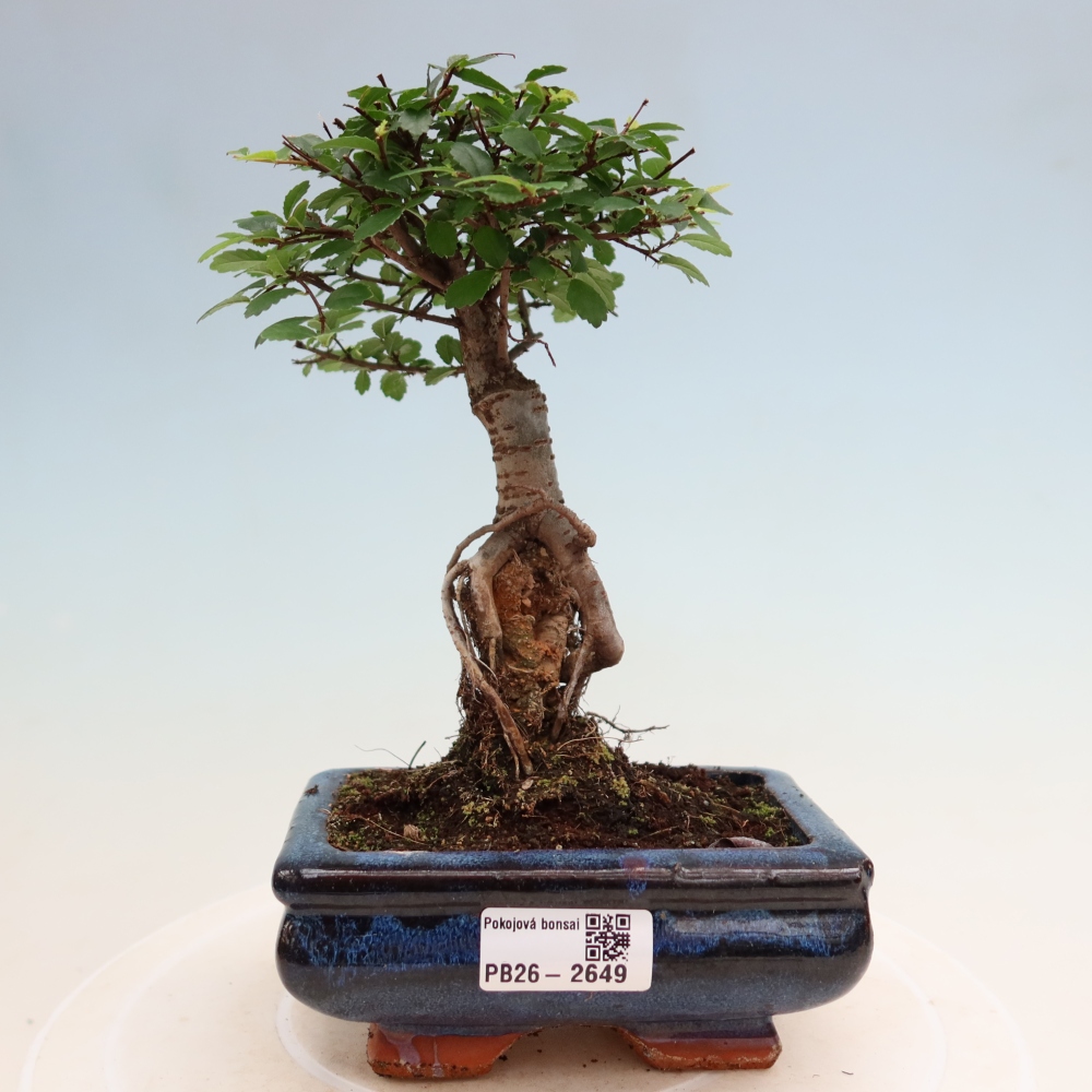 Room bonsai - Ulmus parvifolia - Small-leaved elm
