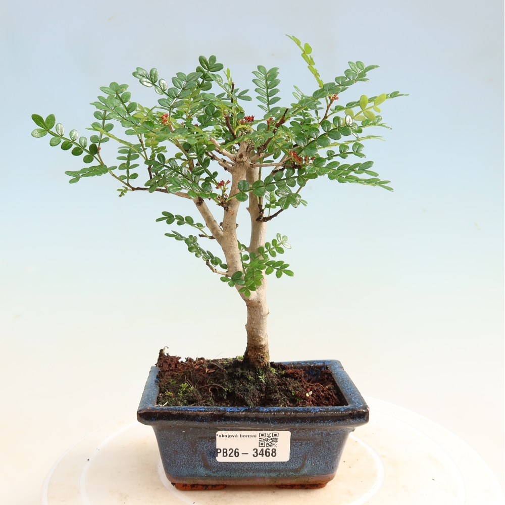 Room bonsai - Zantoxylum piperitum - pepper tree