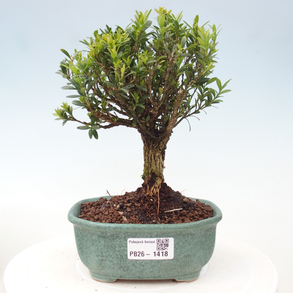 Room bonsai - Buxus harlandii - cork buxus