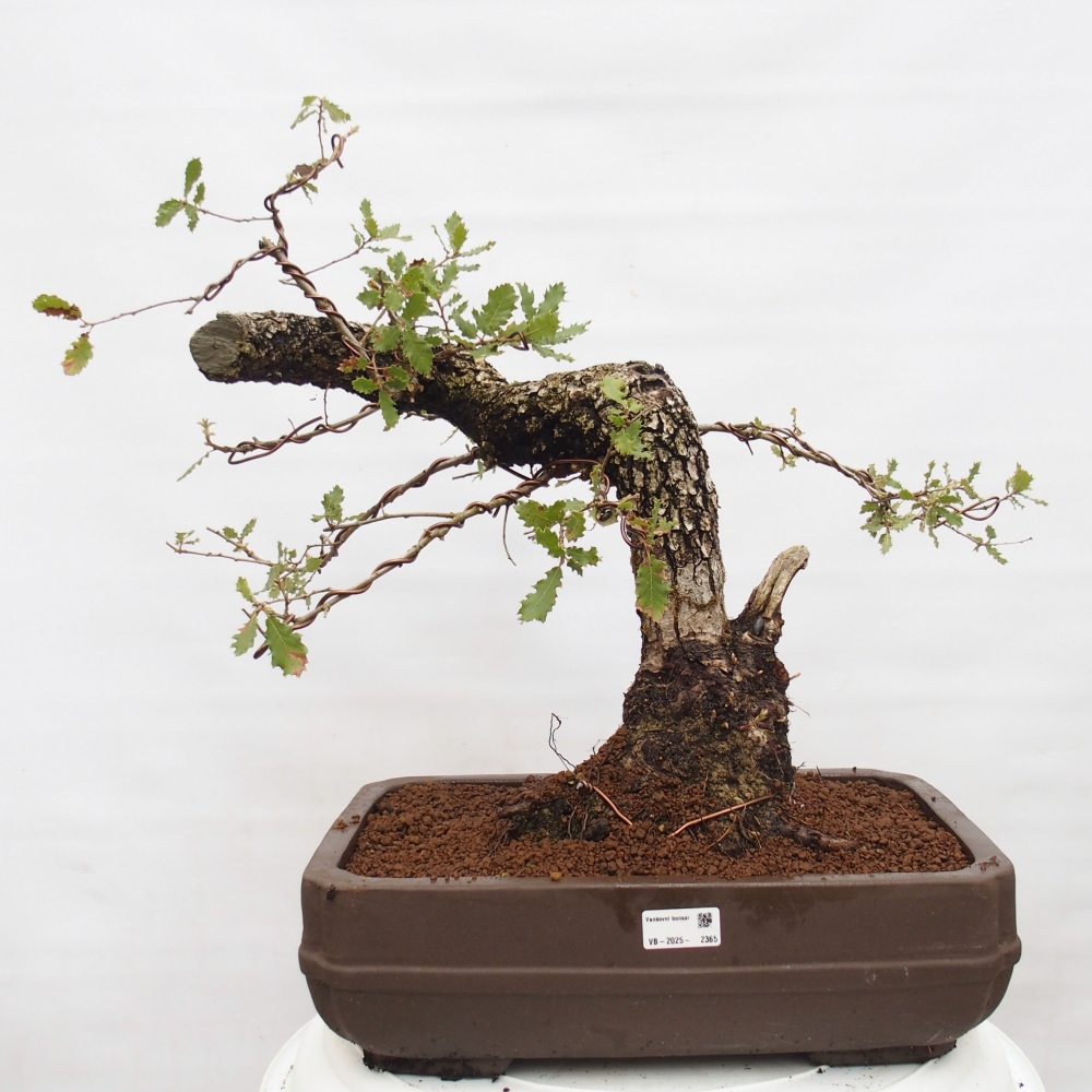 Yamadori - Quercus Ilex - Oak holly