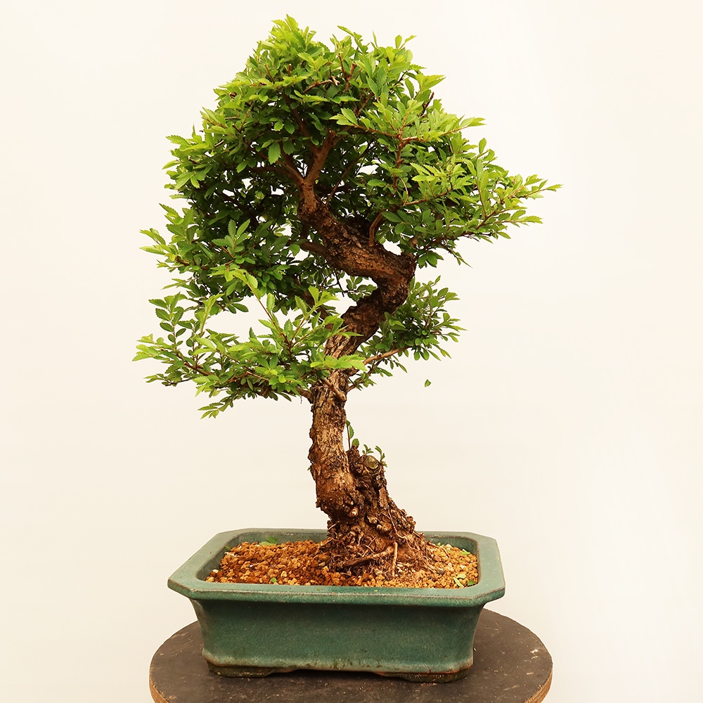 Outdoor bonsai - Zelkova - Zelkova NIRE