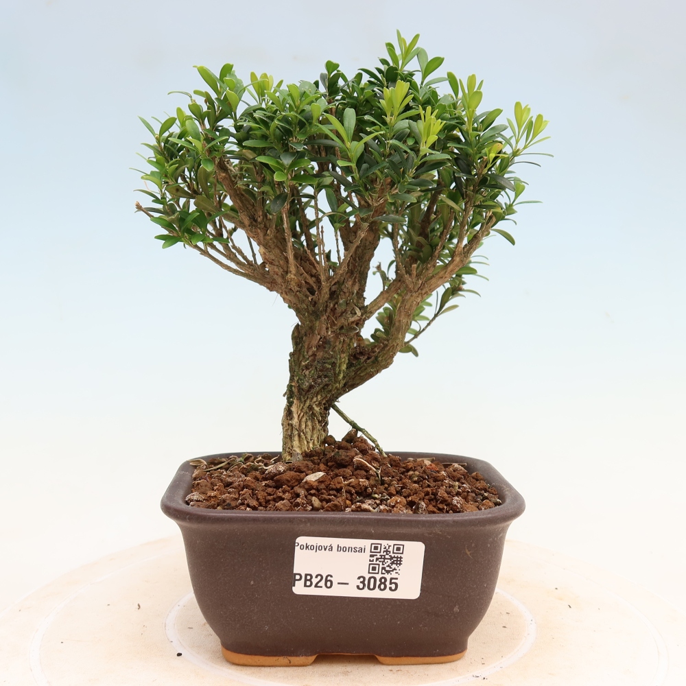 Room bonsai - Buxus harlandii - cork buxus