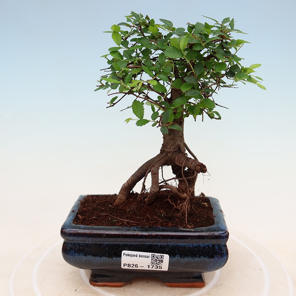 Room bonsai - Ulmus parvifolia - Small-leaved elm