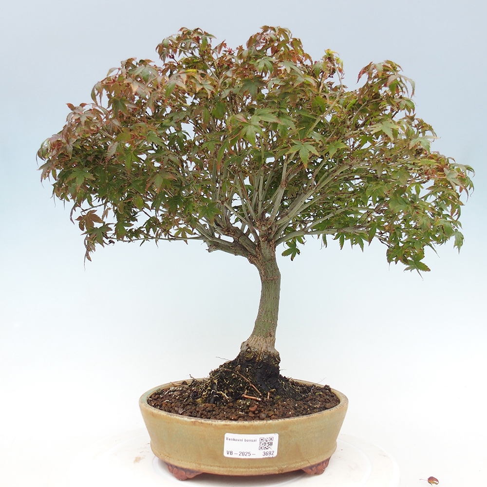 Acer palmatum KIOHIME - Palmetto maple