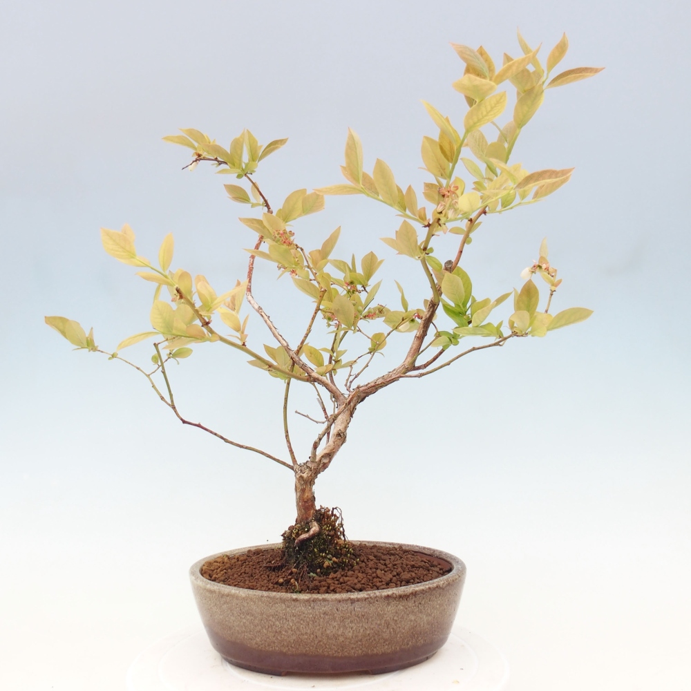 Outdoor bonsai - Canadian blueberry - Vaccinium corymbosum