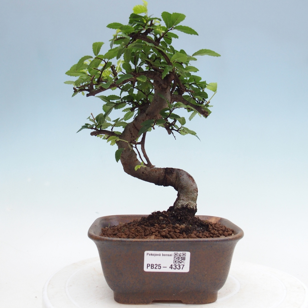 Room bonsai - Ulmus parvifolia - Small-leaved elm