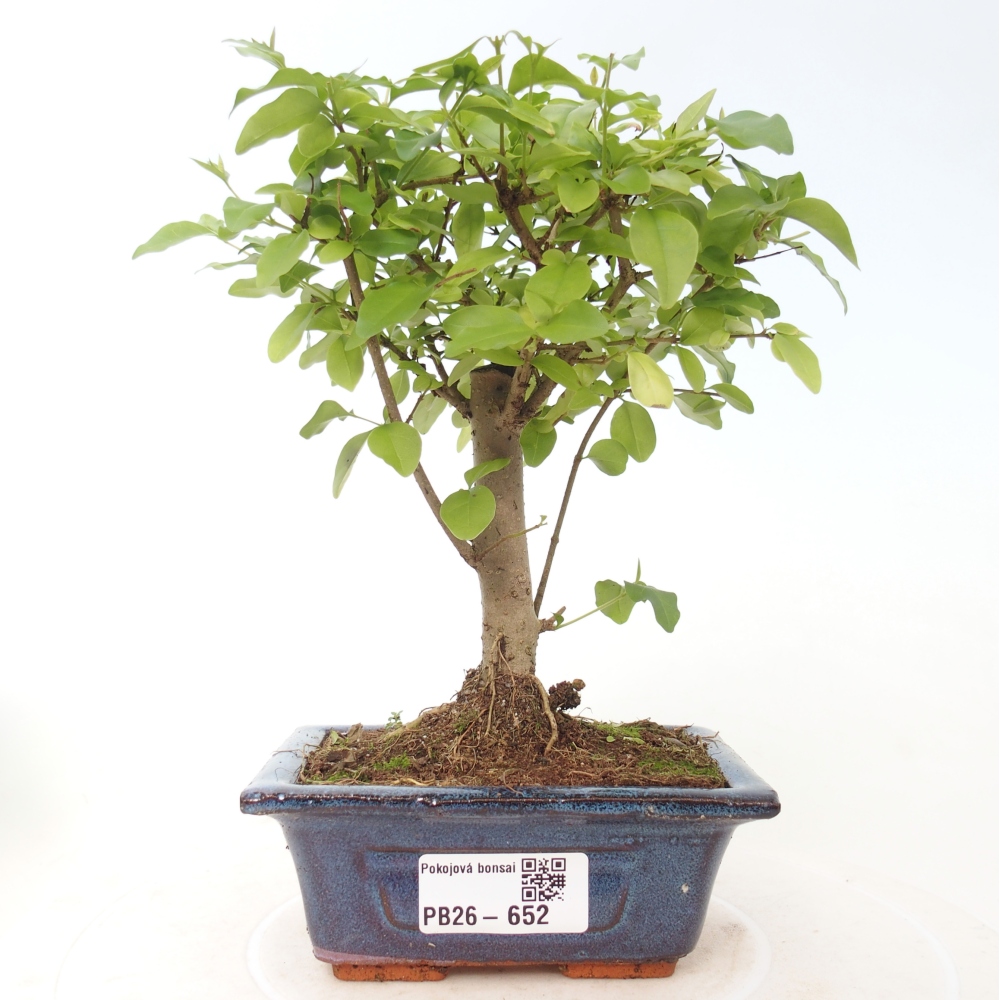Room bonsai -Ligustrum chinensis - Birds Beak