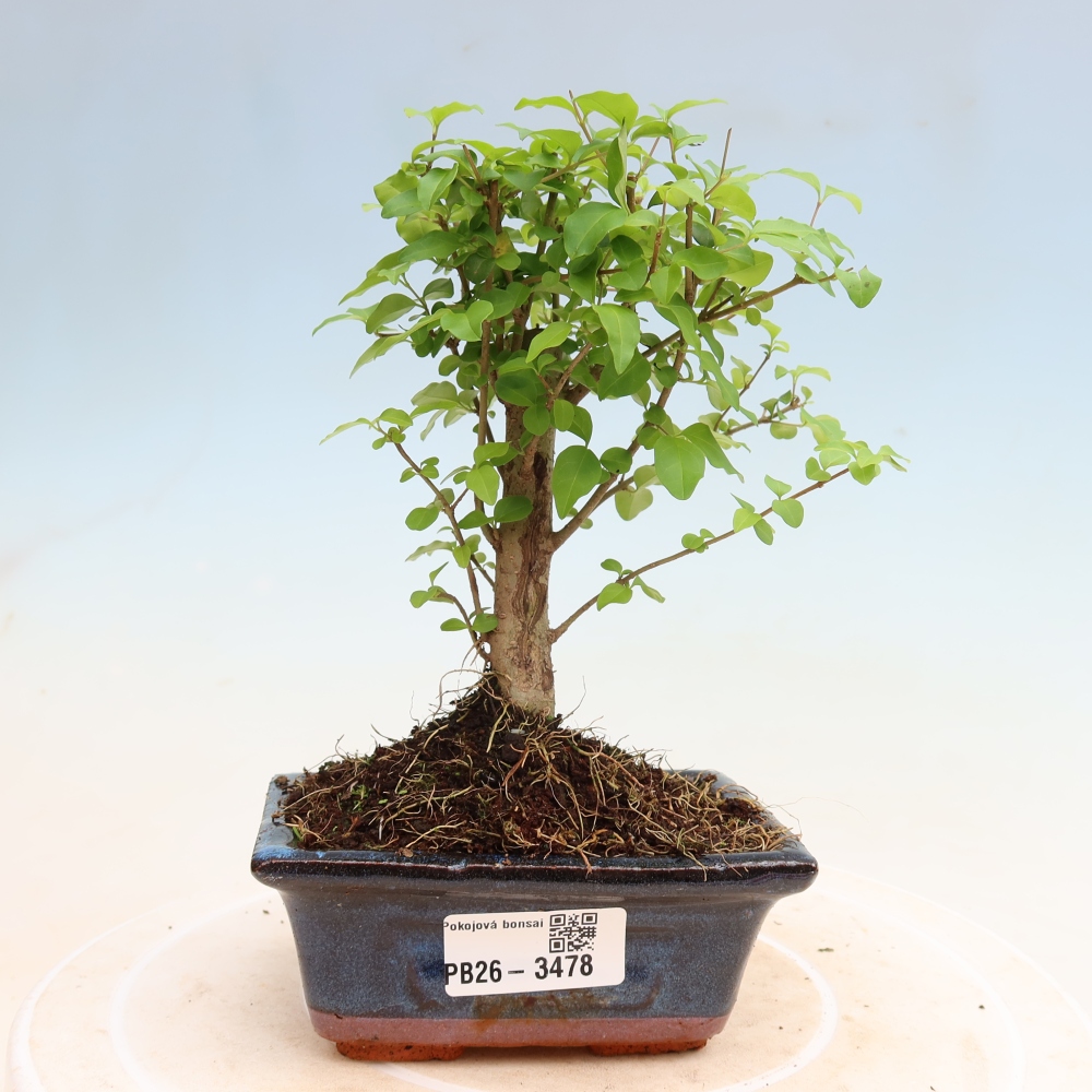 Room bonsai -Ligustrum chinensis - Birds Beak