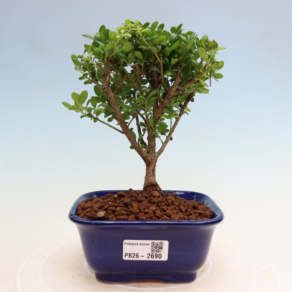 Room bonsai - Ilex crenata - Holly