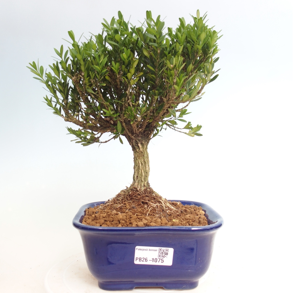 Room bonsai - Buxus harlandii - cork buxus