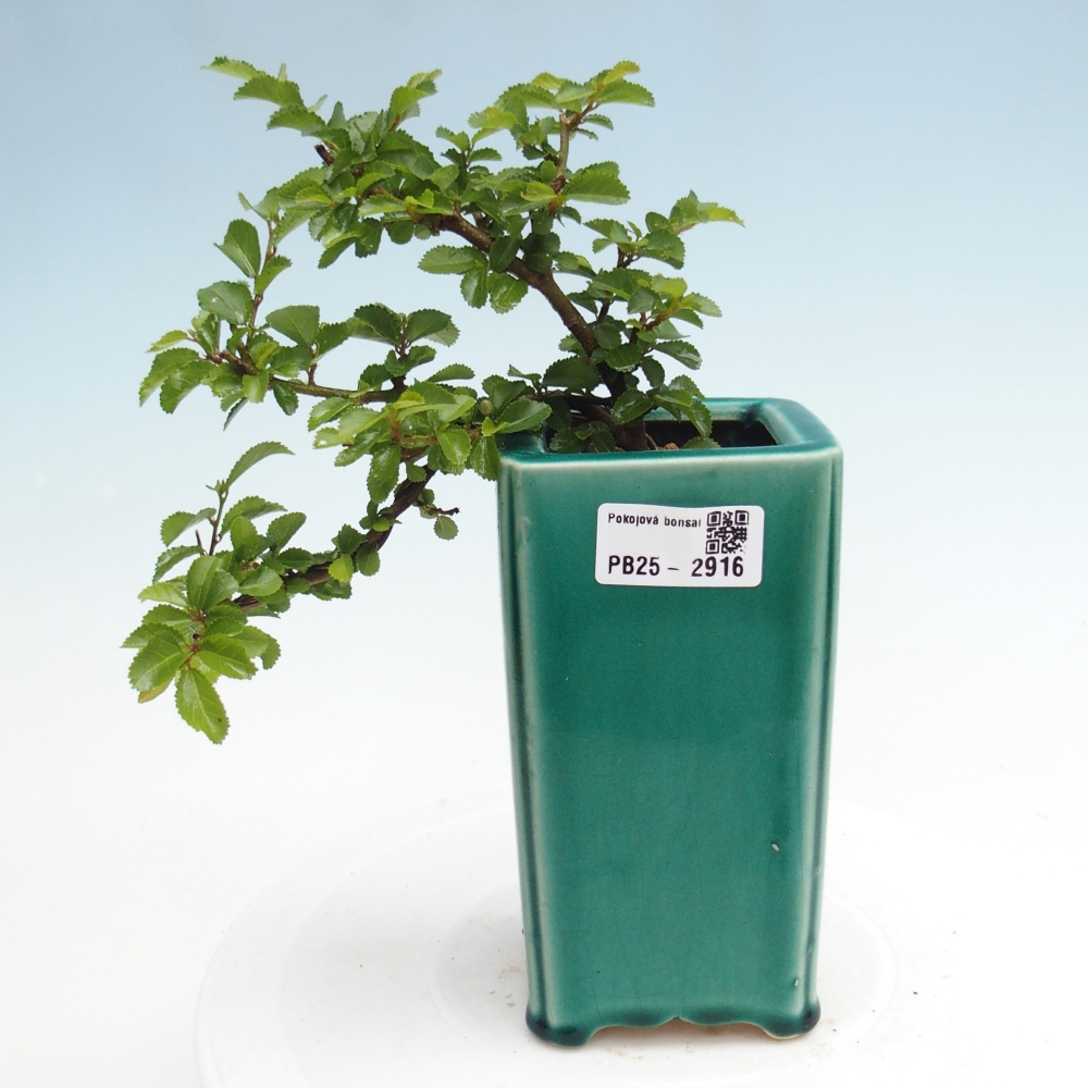 Indoor bonsai - Grewia occidentalis - Lavender star