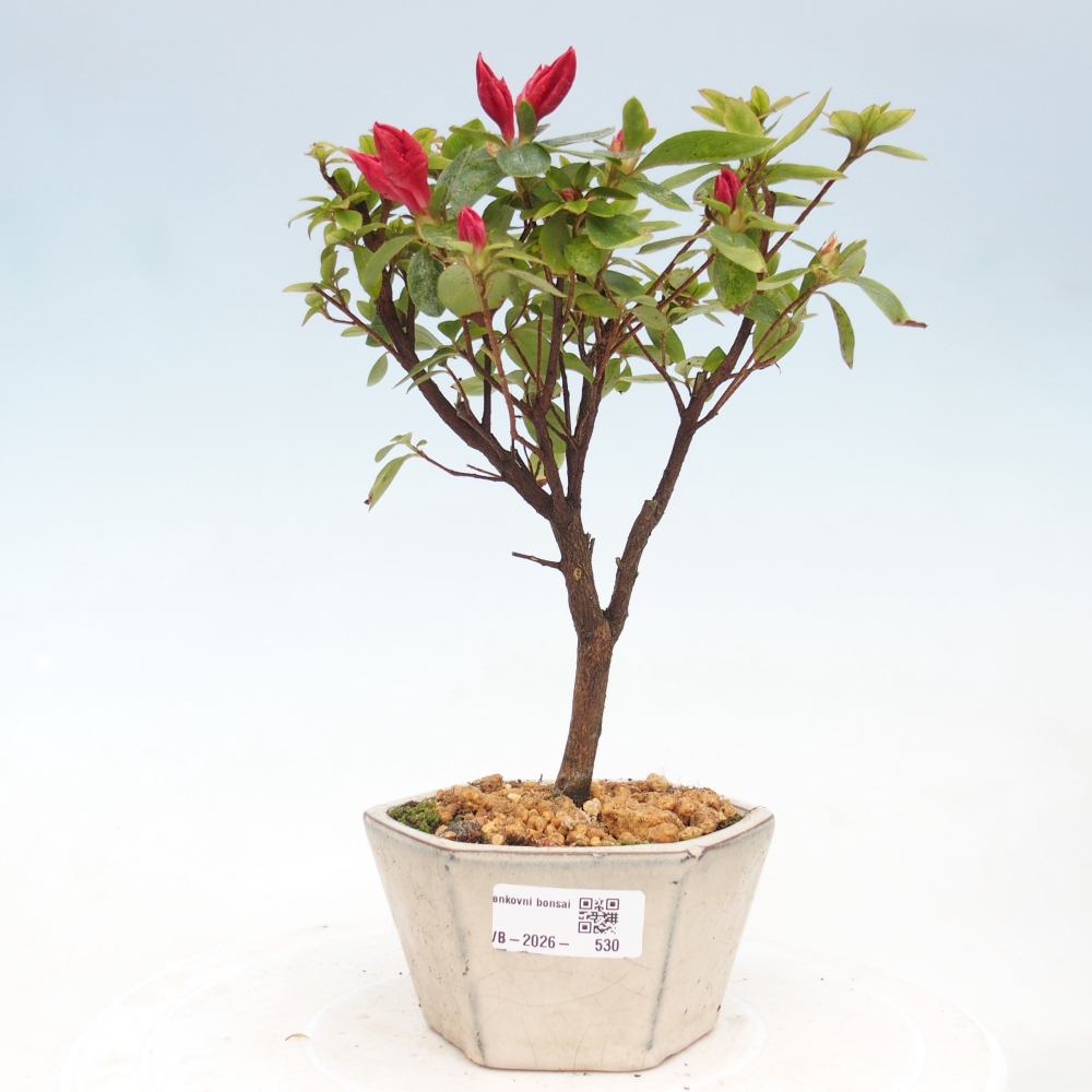 Outdoor bonsai - Japanese azalea - Azalea sp.