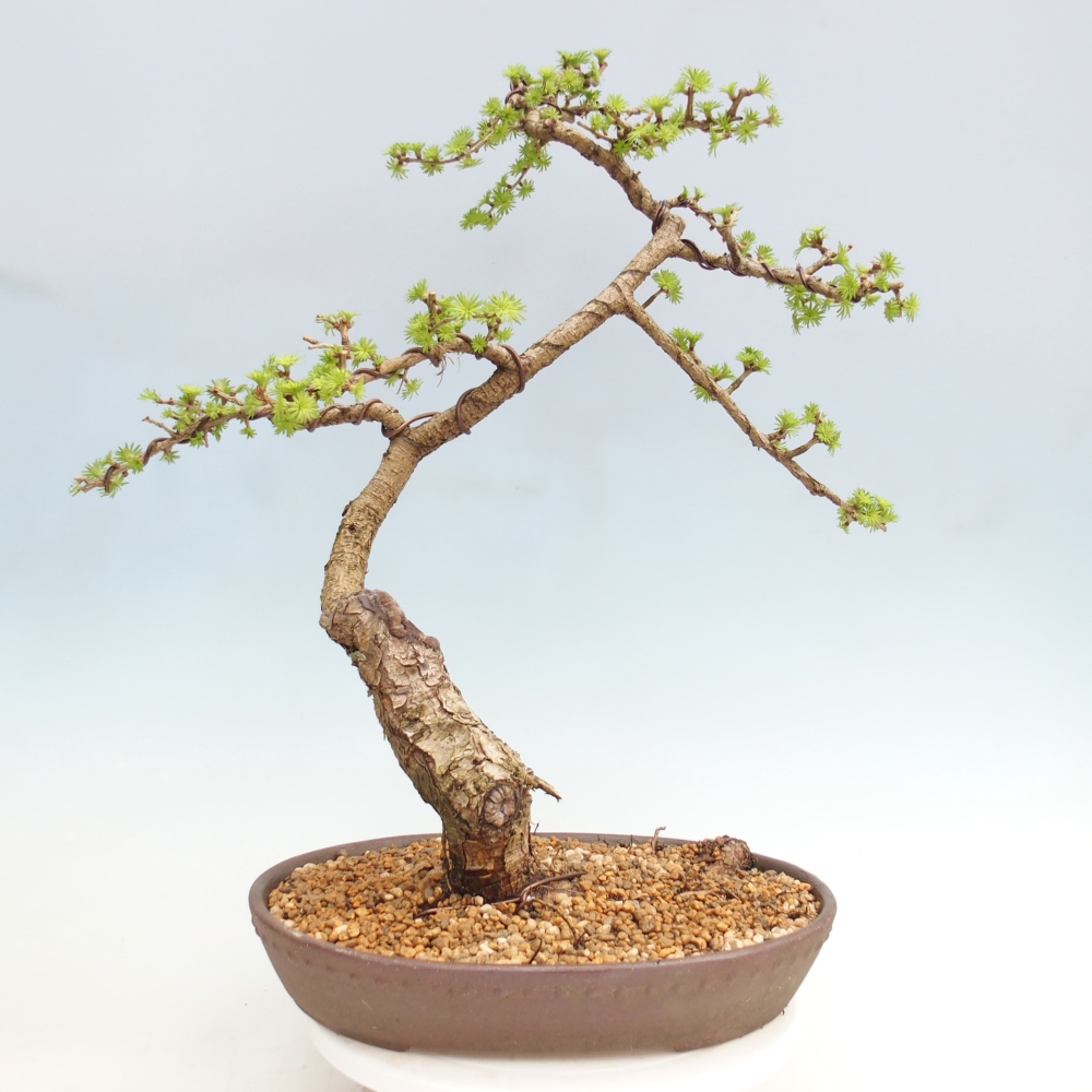 Outdoor bonsai -Larix decidua - Larch - Pallet transport only