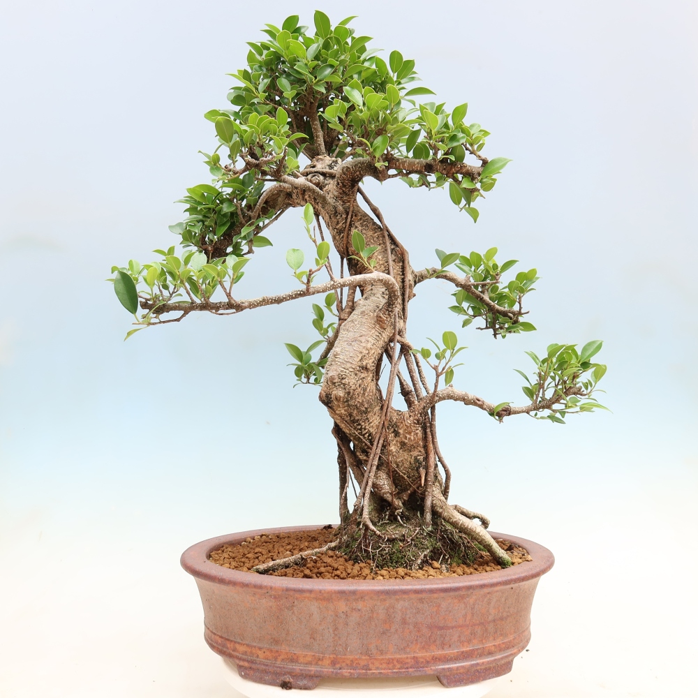 Room bonsai - Ficus kimmen - small-leaved ficus