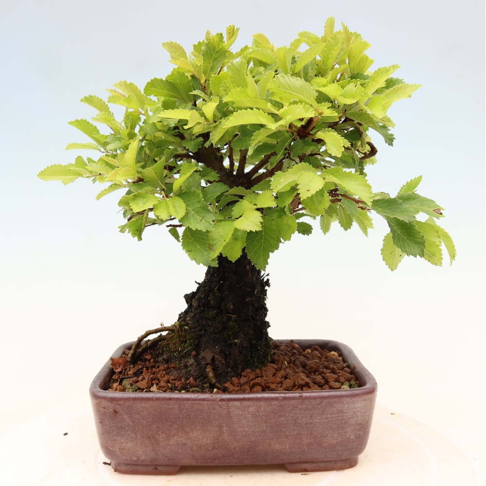 Outdoor bonsai - Zelkova - Zelkova NIRE