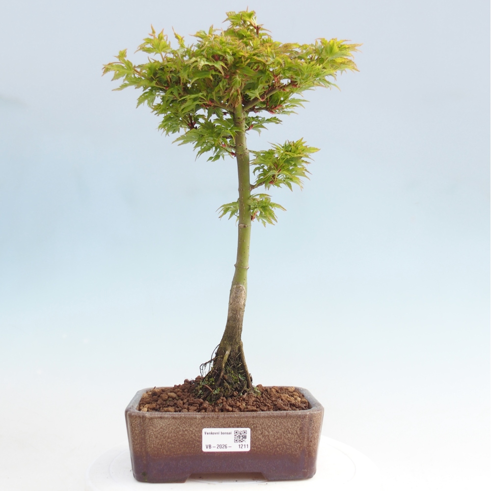 Outdoor bonsai -Javor palm Acer palmatum Shishigashira