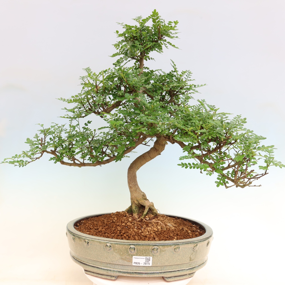 Room bonsai - Zantoxylum piperitum - pepper tree
