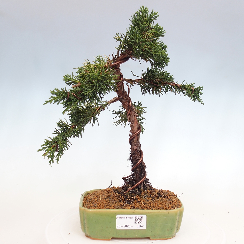 Outdoor bonsai - Juniperus chinensis Kishu - Chinese Juniper