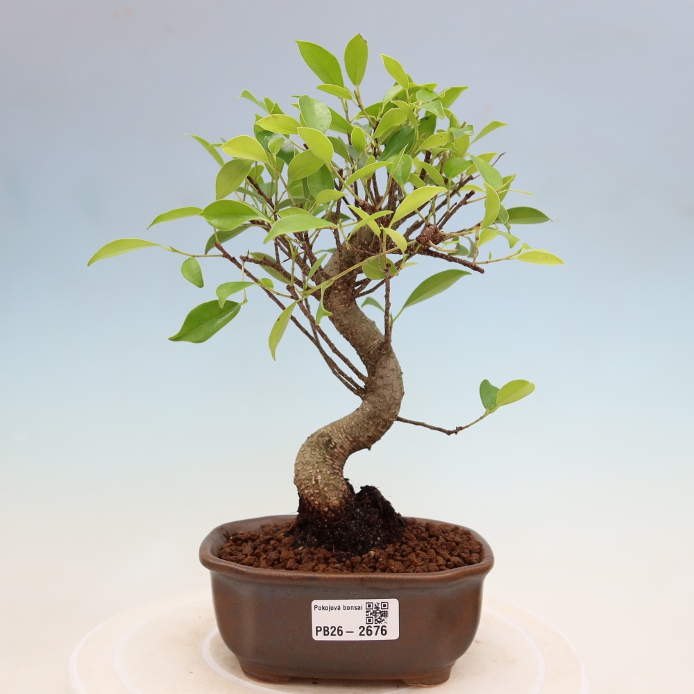 Room bonsai - Ficus kimmen - small-leaved ficus