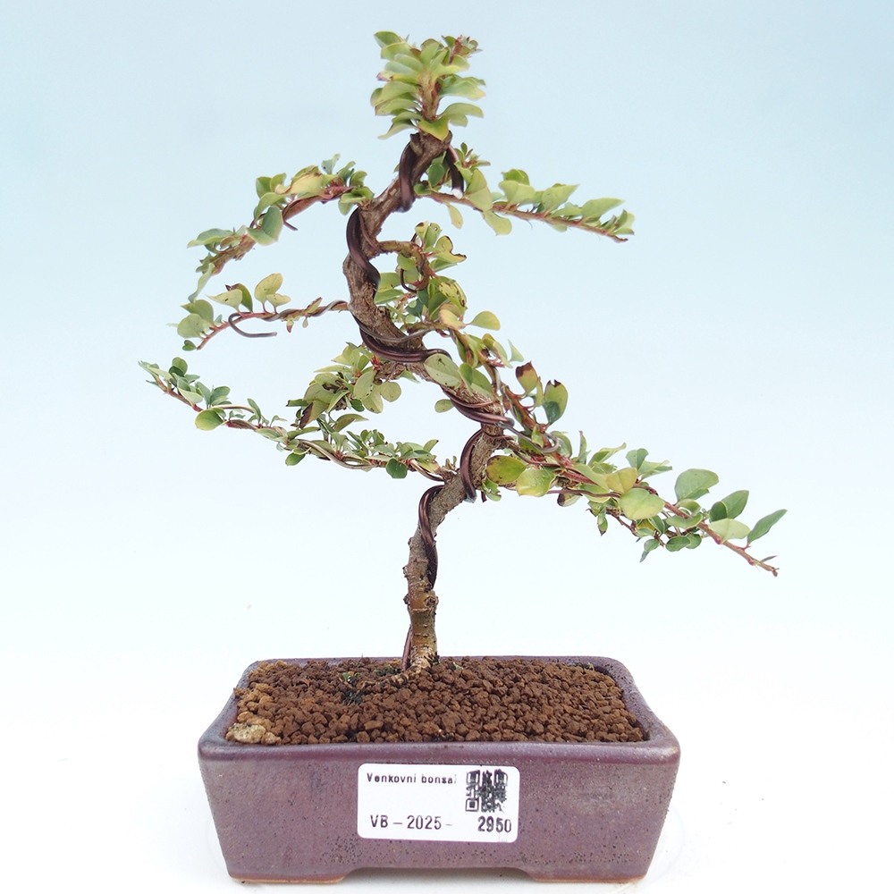 Outdoor bonsai - Cotoneaster horizontalis - Rock tree