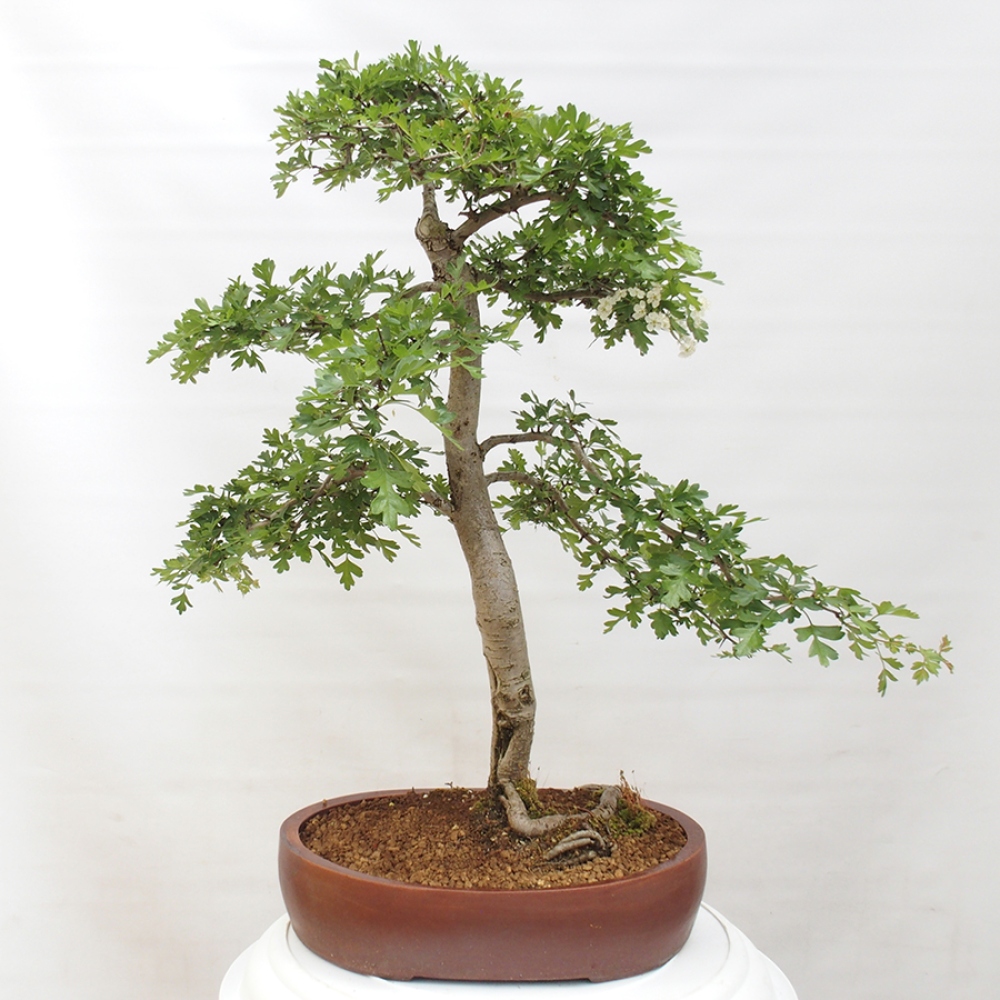 Outdoor bonsai - Hawthorn - Crataegus monogyna