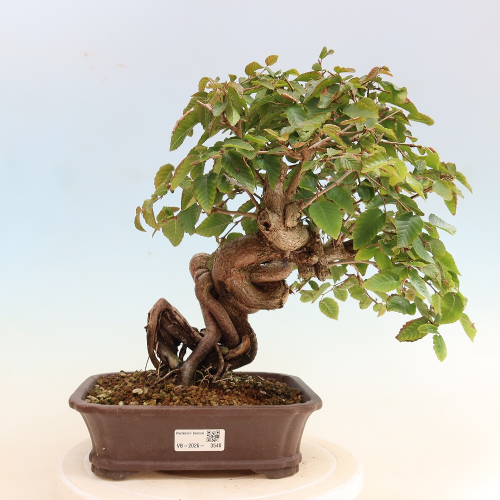 Outdoor bonsai -Carpinus CARPINOIDES - Korean Hornbeam