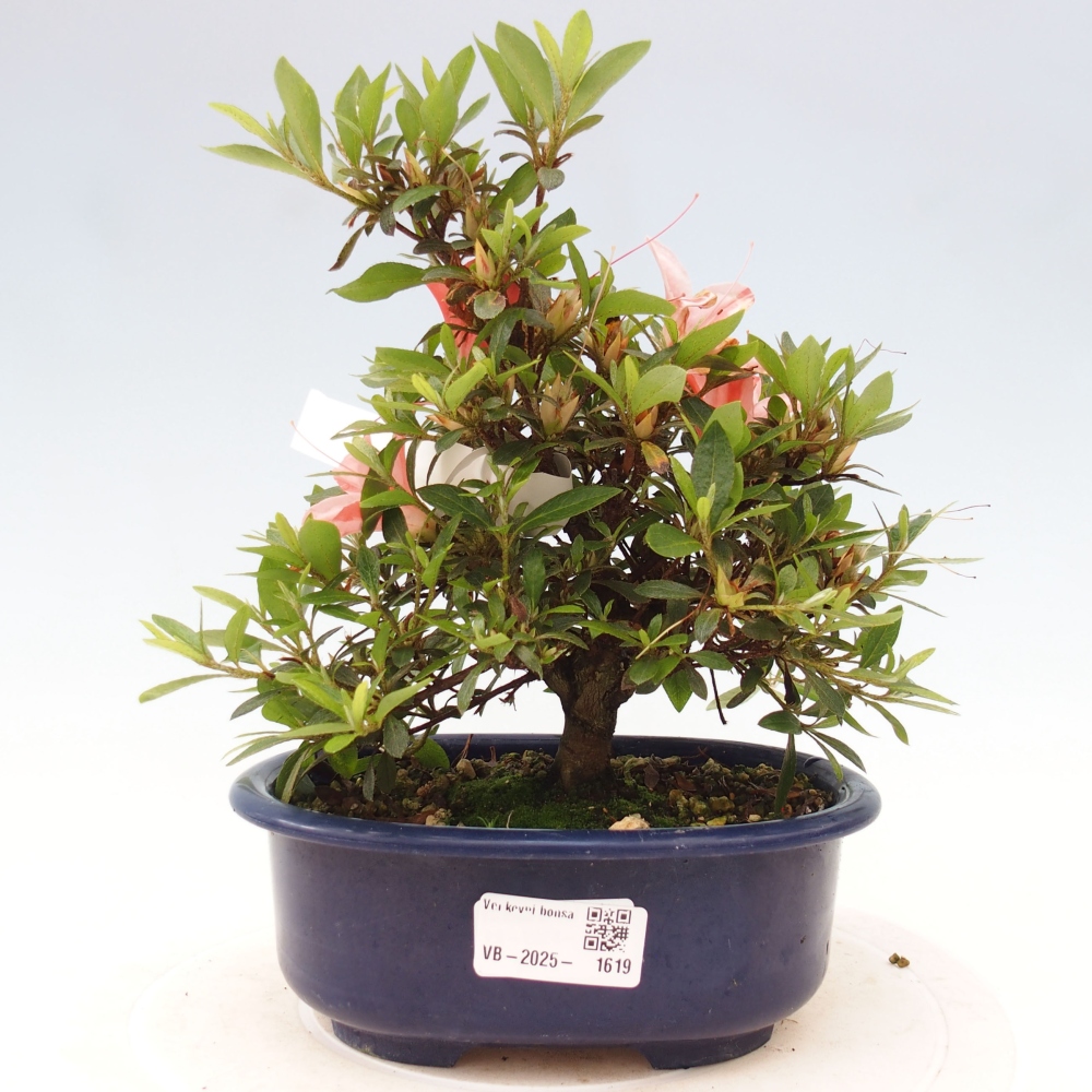 Outdoor bonsai - Japanese azalea - Azalea Nikko