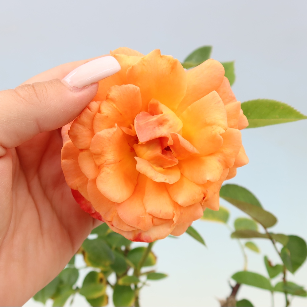 Outdoor Bonsai - Rosa Kordes - Rose