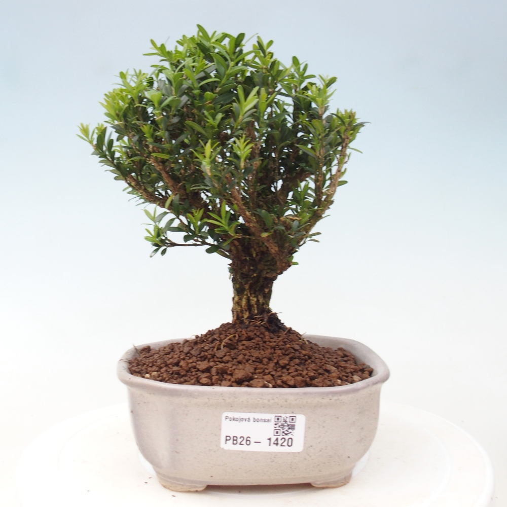 Room bonsai - Buxus harlandii - cork buxus