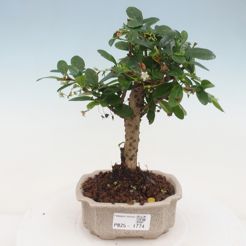 Indoor bonsai - Carmona macrophylla - Fuki tea