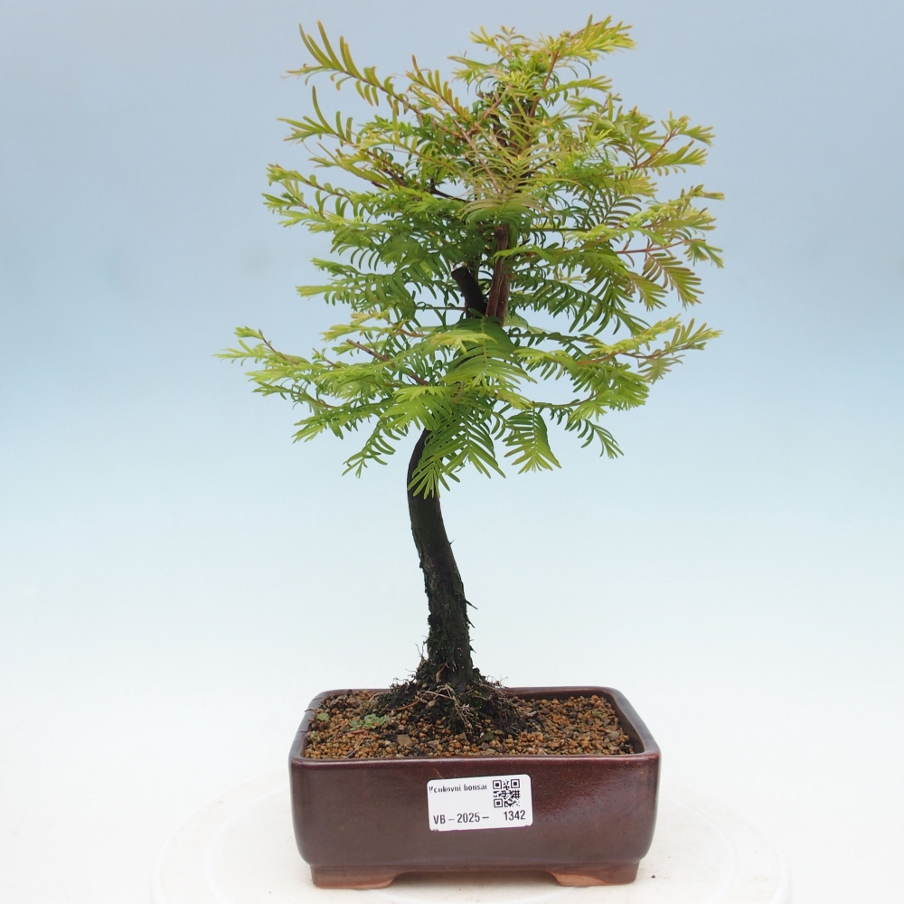 Outdoor bonsai - Metasequoia glyptostroboides - Chinese Metasequoia