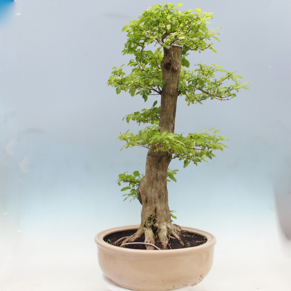 Room bonsai - Duranta erecta Aurea - PERSONAL COLLECTION ONLY or pallet transport