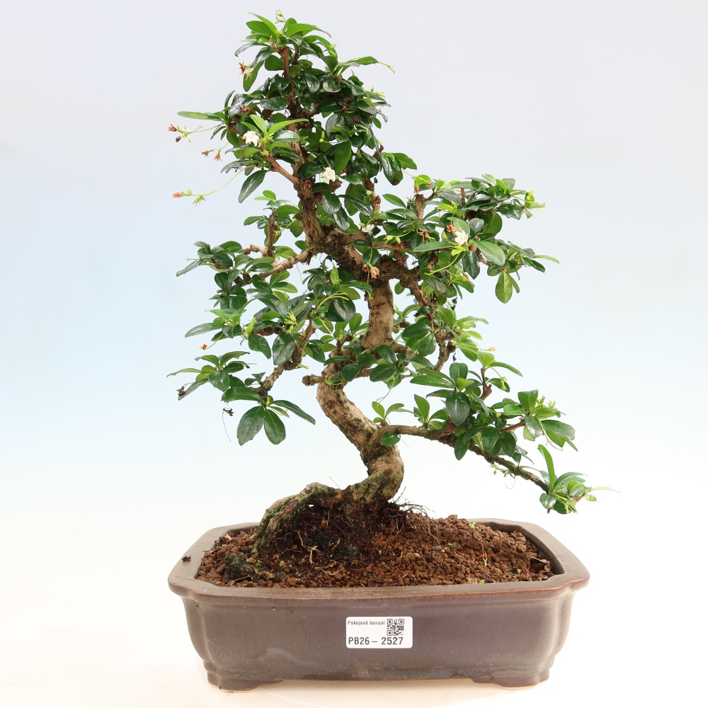 Room bonsai - Carmona macrophylla - Tea fuki