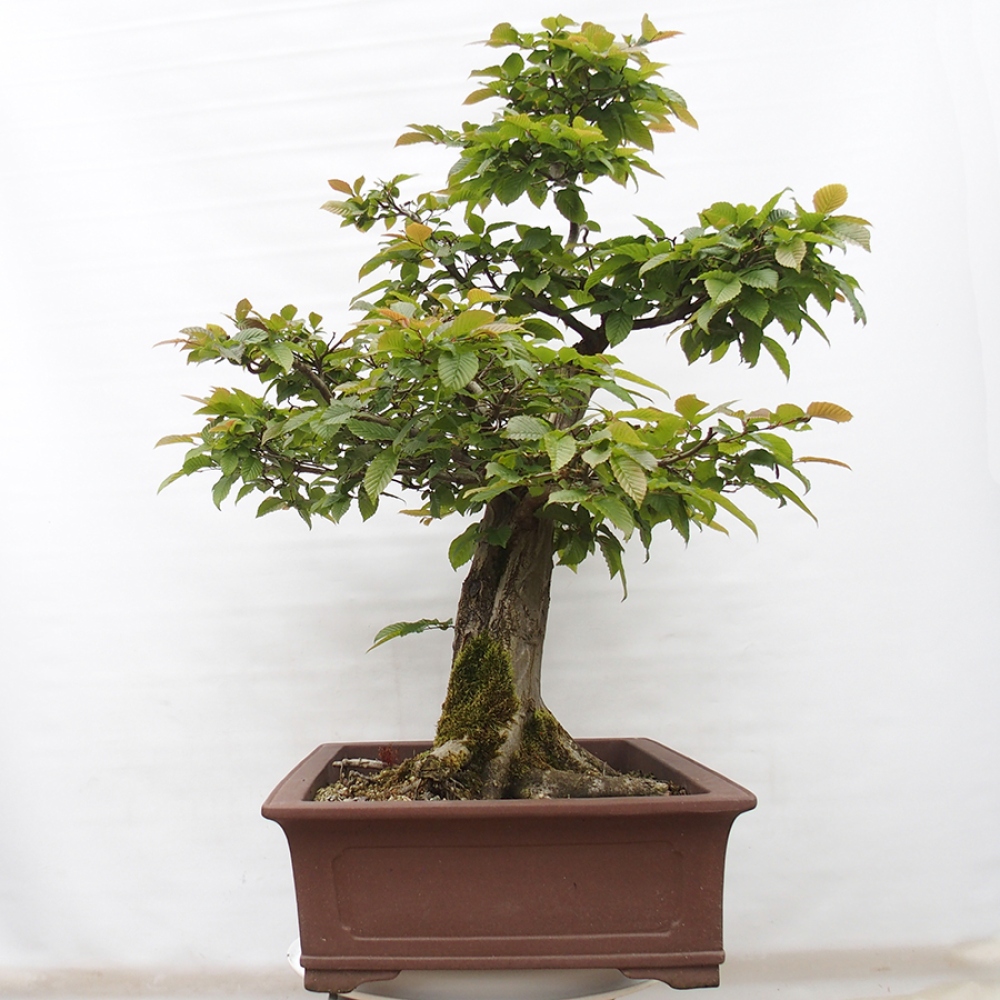 Outdoor bonsai - Hornbeam - Carpinus betulus