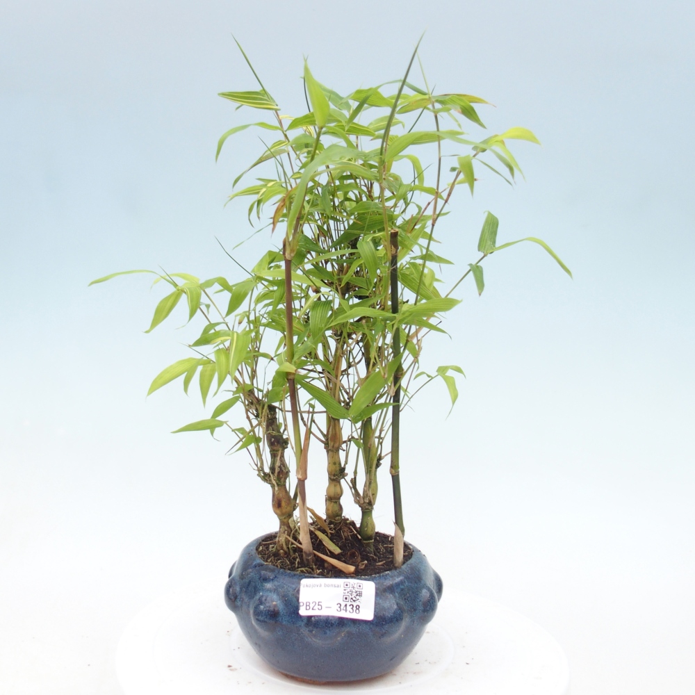 Room bonsai - Bamboo budha-Bamboo budha belly