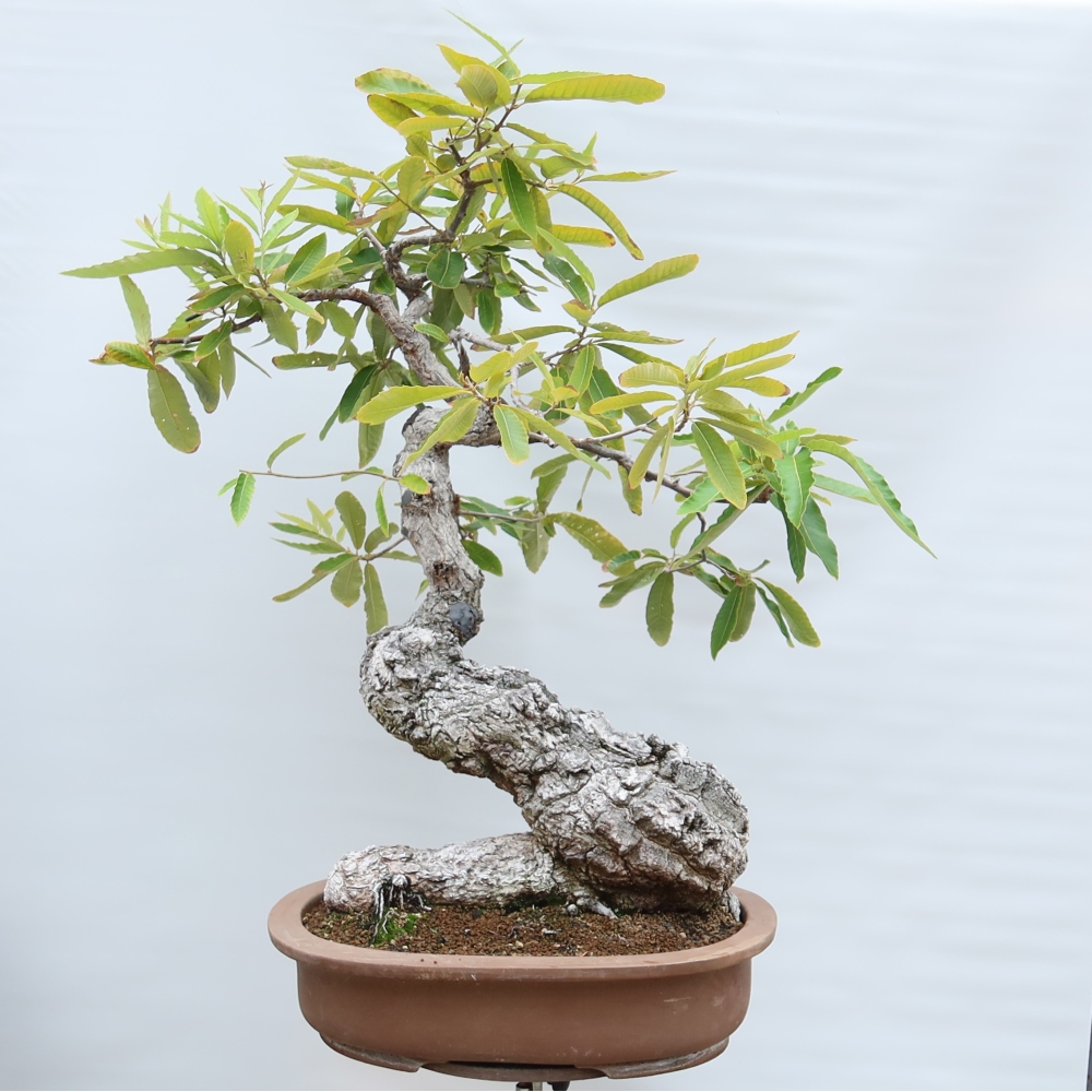 Outdoor Bonsai - Quercus castaneifolia  - Chestnut-leaved Oak