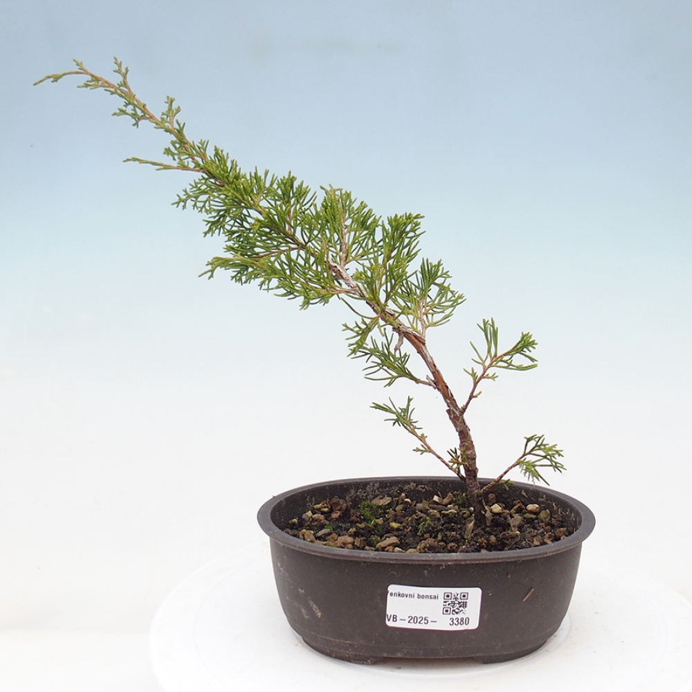 Outdoor bonsai - Juniperus chinensis Itoigawa - Chinese juniper