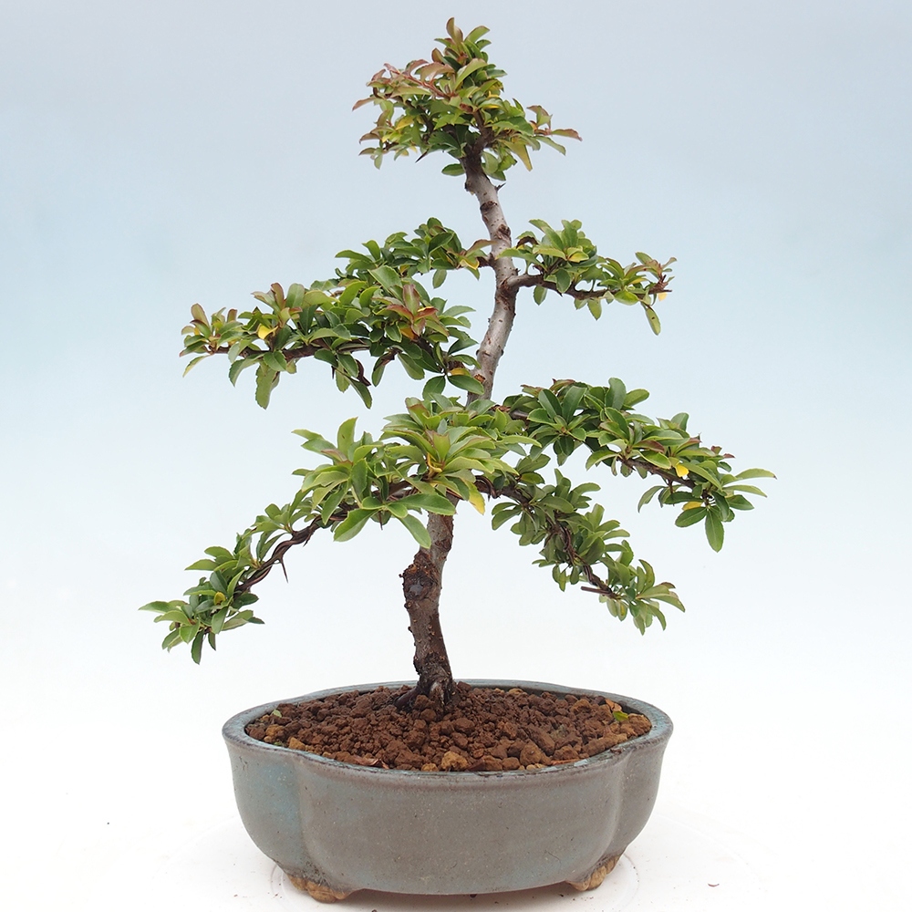 Outdoor Bonsai-Pyracanta Teton -Bakery