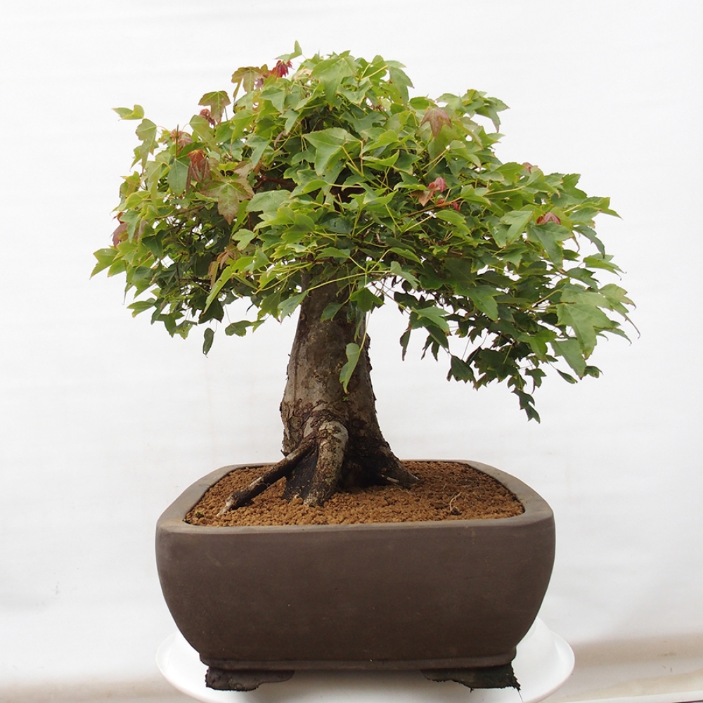 Outdoor bonsai - Maple Buergerianum - Burger Maple