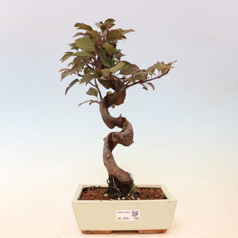 Outdoor bonsai -Malus domestica - Small-fruited red-leaved apple tree
