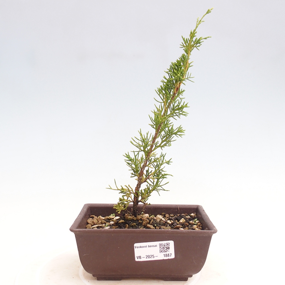 Outdoor bonsai - Juniperus chinensis Itoigawa - Chinese juniper